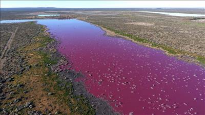 Argentina: Nước trong hồ chuyển sang màu hồng