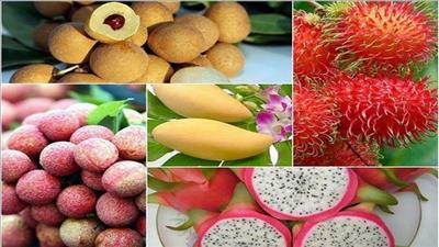 Đẩy mạnh xuất khẩu hoa quả Việt sang thị trường Thượng Hải, Trung Quốc