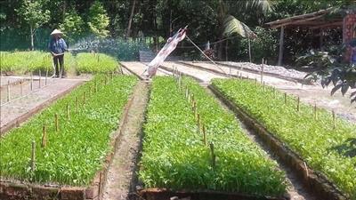 Thừa Thiên Huế: Tích cực phát triển nông nghiệp bền vững, an toàn, chất lượng cao