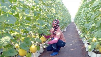Hưng Yên đẩy mạnh phát triển vùng sản xuất nông nghiệp hữu cơ