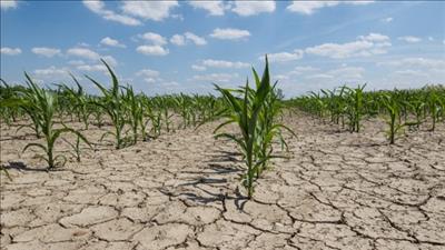 Biến đổi khí hậu gây trở ngại đáng kể đối với nền nông nghiệp ASEAN