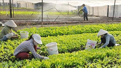 Thu hút nông dân phát triển kinh tế tập thể trong nông nghiệp