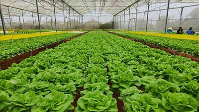 Lâm Đồng đẩy mạnh phát triển nông nghiệp công nghệ cao