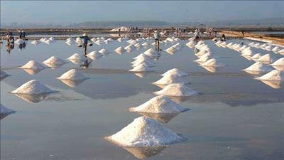 Khánh Hòa quyết tâm phát triển ngành muối theo hướng bền vững
