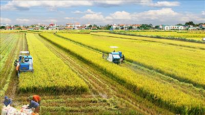 Ngân hàng Thế giới hỗ trợ chuyển đổi nông nghiệp xanh ở Việt Nam