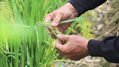 ĐBSCL: Nghiên cứu, phát triển nhiều giống lúa hữu cơ, thích ứng biến đổi khí hậu