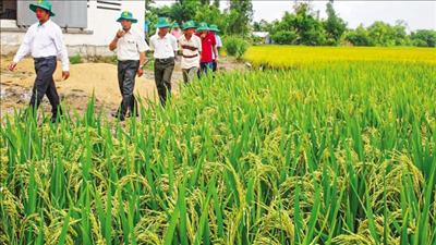 Cần Thơ đảm bảo an ninh lương thực, xuất khẩu lúa gạo bền vững