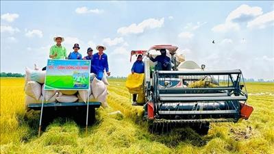 Giới thiệu giải pháp canh tác lúa theo hướng hội nhập, giảm phát thải