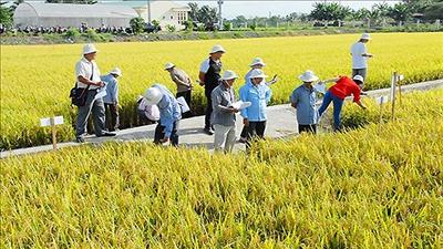 Kiên Giang mở rộng sản xuất lúa hữu cơ, đạt chuẩn