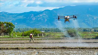 Bình Thuận: Chuyển giao, ứng dụng tiến bộ khoa học kỹ thuật trong sản xuất lúa giảm phát thải