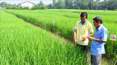 Kế hoạch phát triển lúa chất lượng cao, phát thải thấp gắn với tăng trưởng xanh tỉnh Long An