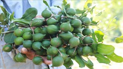 Phát triển bền vững vùng trồng cây mắc ca ở Sơn La