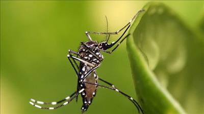 Tìm thấy loại vi khuẩn ngăn chặn muỗi truyền bệnh sốt rét