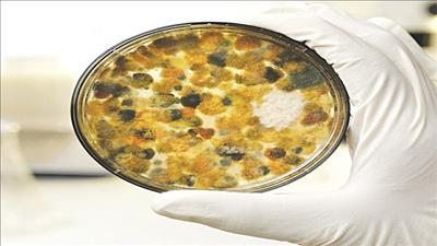 Nhận diện thực phẩm chứa aflatoxin gây ung thư