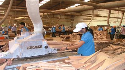 Sơn La phát triển ngành công nghiệp chế biến gỗ bền vững