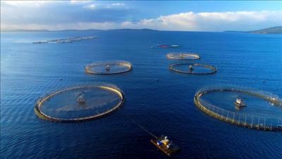 Hợp tác Việt Nam – Na Uy trong phát triển ngành nuôi biển bền vững