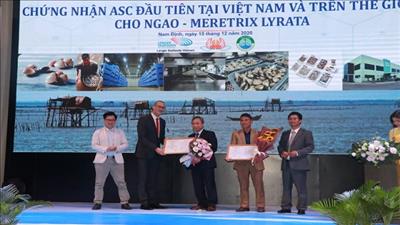 Việt Nam đón nhận chứng nhận ASC đầu tiên cho sản phẩm ngao trắng Nam Định