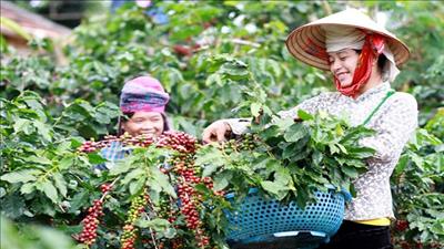 Sơn La tổ chức Ngày cà phê Việt Nam