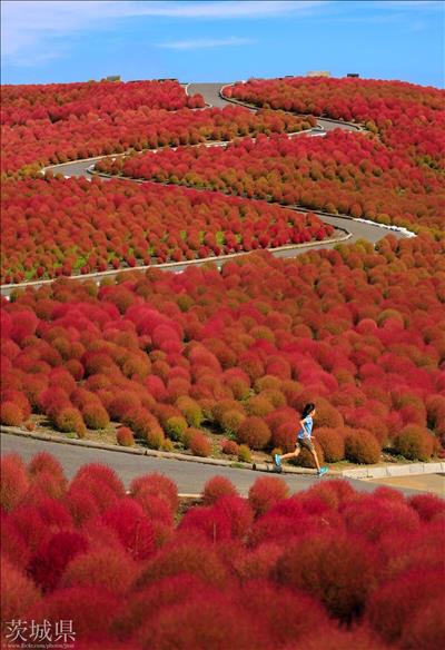 Mùa cỏ kochia nhuộm đỏ khắp Nhật Bản