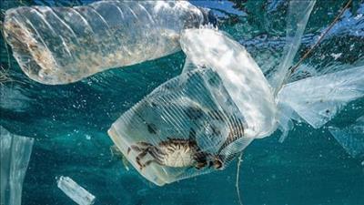 Rác nhựa đại dương sẽ nhiều hơn khối lượng cá biển trong 30 năm tới