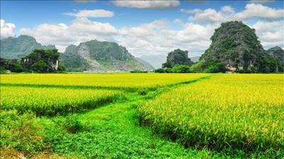 Chính phủ yêu cầu hạn chế chuyển đổi đất trồng lúa sang làm khu công nghiệp