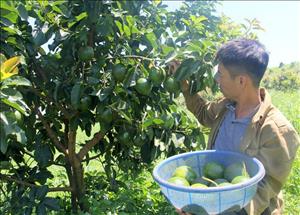 Nông nghiệp công nghệ cao Việt Nam góc nhìn từ doanh nghiệp