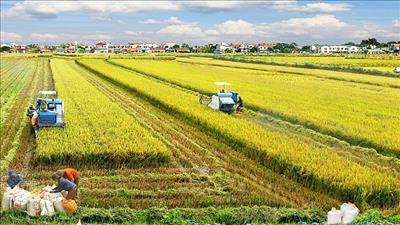 Phát triển chuỗi giá trị nông sản hướng tới nông nghiệp bền vững