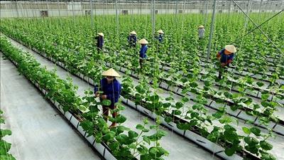 Phát triển chuỗi giá trị nông nghiệp carbon thấp, tăng trưởng xanh