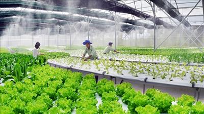 Hà Nội phát triển nông nghiệp bền vững, hiệu quả cao