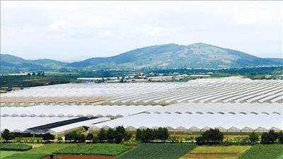 Phát triển nông nghiệp công nghệ cao gắn với biến đổi khí hậu tại Lâm Đồng