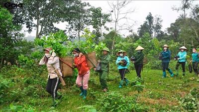 Phát triển rừng, nông lâm kết hợp dựa vào hệ sinh thái, bảo vệ môi trường