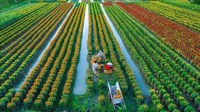 Chuyển đổi nền nông nghiệp Việt Nam theo hướng hiện đại hóa