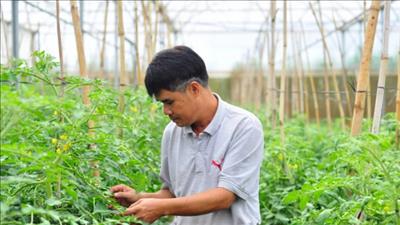 Lâm Đồng chú trọng đầu tư cho sản xuất nông sản hữu cơ