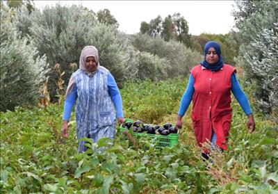 Bắc Phi: Nông nghiệp hữu cơ mô hình được coi là tôn trọng thiên nhiên