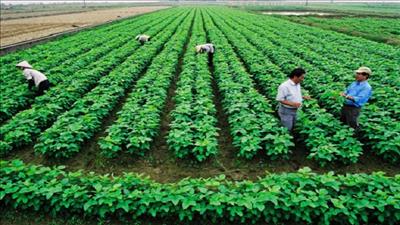 Đề xuất Ngân hàng Thế giới tiếp tục hỗ trợ ngành nông nghiệp Việt Nam