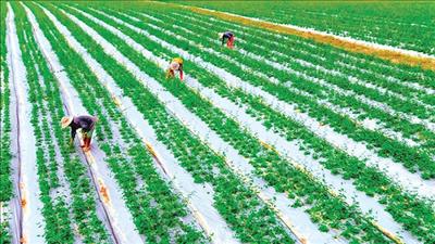Nhật Bản hỗ trợ đẩy mạnh chuỗi giá trị cây trồng an toàn tại phía Bắc Việt Nam