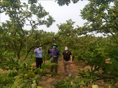 Quảng Ninh: Xây dựng mô hình sản xuất nông sản an toàn