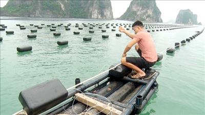 Quảng Ninh phấn đấu phát triển bền vững ngành nuôi biển