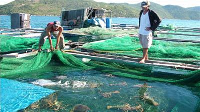 Phú Yên phát triển nghề nuôi biển công nghiệp