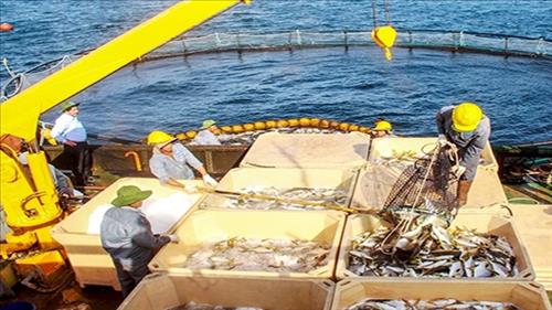 Truy xuất nguồn gốc thủy sản, phát triển bền vững nuôi biển Việt Nam