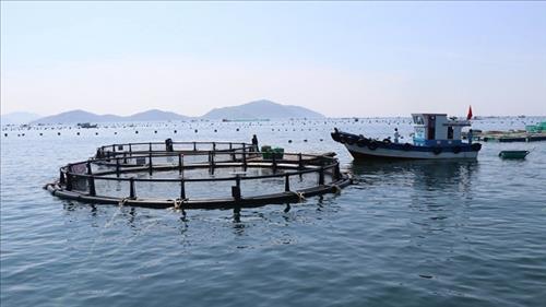 Khánh Hòa đề xuất triển khai nuôi biển công nghệ cao tại vịnh Nha Trang