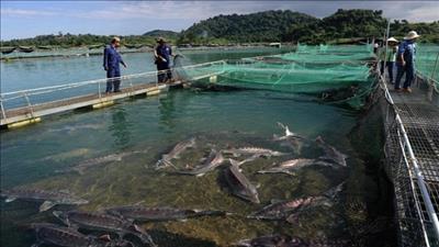 Sản lượng nuôi cá nước lạnh Việt Nam ở nhóm đầu thế giới