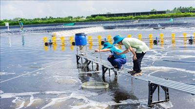 Gia Lai thực hiện quan trắc, giám sát môi trường trong nuôi trồng thủy sản