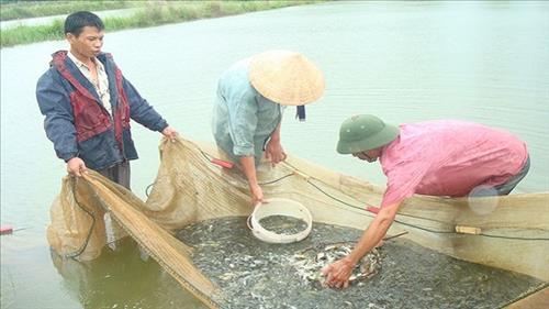 Hỗ trợ phòng chống dịch bệnh thủy sản tại Quảng Trị