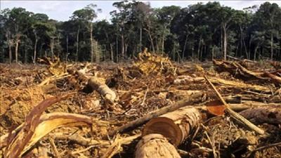 Mục tiêu ngăn chặn hoàn toàn nạn phá rừng vẫn khó hoàn thành