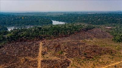 Khí thải carbon từ nạn phá rừng đang tăng cao