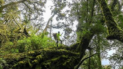 Lai Châu tăng cường quản lý, bảo vệ và phát triển rừng