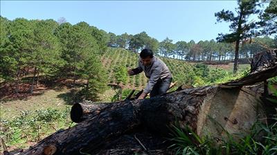 Tỉnh Lâm Đồng chỉ đạo quản lý nghiêm việc bảo vệ và phát triển rừng