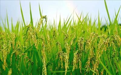 Trung Quốc: Áp dụng công nghệ mới giúp thu hoạch lúa trong thời gian ngắn