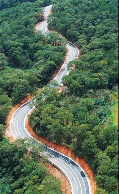 Thông 3 km đầu tiên đèo Prenn lên thành phố Đà Lạt